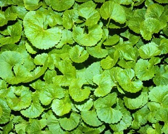 Gotu kola - Pupkovník ázijský - bylinný čaj 30g Bylinka na posilnenie nervov a ukľudnenie. V himalájach konzumovali gotu kolu jogíni pred meditňaciou. Odporúča sa k posilneniu fyzických a...