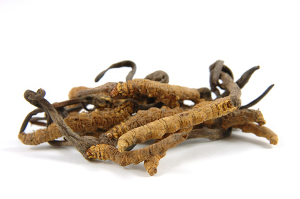 Cordyceps kapsule 60x450mg