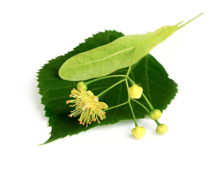 Lipa malolistá - kvet 30g
