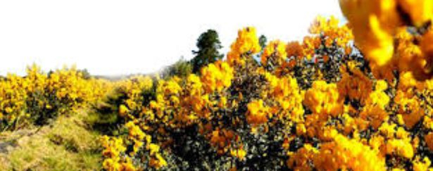 Honeybush 50g