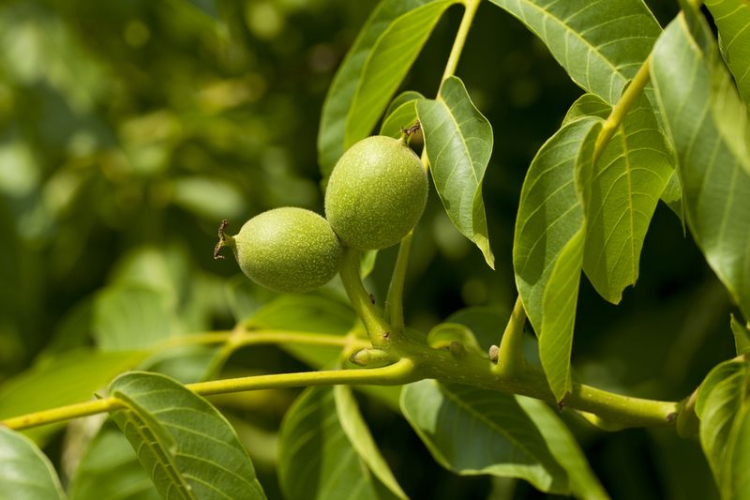 slovensky: Orech kráľovský, latinsky: Juglans regia, česky: Ořešák královský
 
 V článku o Orechu kráľovskom sa dozviete:
 
 
 	Pôvod...
