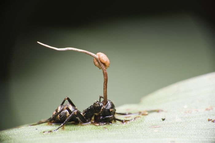 
 Cordyceps má neobyčajnú podobu svojej existencie, vďaka ktorej v sebe nesie informáciu o obrovskej schopnosti prežitia. Drsné podmienky v...