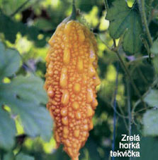 Gohyah - unikátny liečivý čaj z horkých tekvičiek