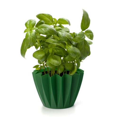 slovensky: Bazalka pravá, latinsky: Ocimum basilicum, česky: Bazalka, ľudový názov: Bazalienka, Basilica
 
 V nasledujúcom článku sa...