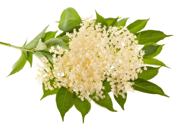 slovensky: Baza čierna, latinsky: Sambucus nigra, česky: Bez černý
 
 V tomto článku sa dočítate:
 
 
 	Kedy kvitne baza a ktoré čas...
