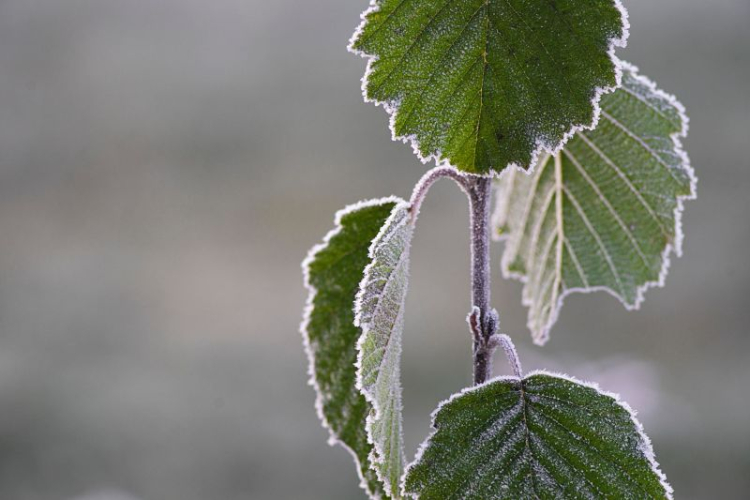 latinsky: Alnus glutinosa
 
 Čo sa v tomto článku dozviete?
 
 > Ako jelša lepkavá vyzerá a kde ju môžeme nájsť?
 > Zaujímavosti
 >...